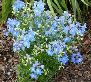 Delphinium grandiflorum Summer Blues by Midwest Gardening