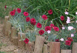 Dianthus Desmond