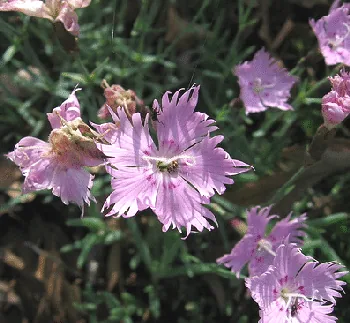 Dianthus Baths Pink by Wayne Hatcher