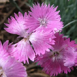 Dianthus Firewitch by Kate O