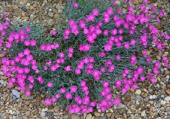 Dianthus Cheddar Pink Fire Witch by Ryan Somma