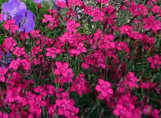 Dianthus Tiny Rubies