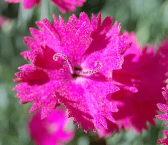 Dianthus gratianopolitanus Mountain Mist by Rich Brooks