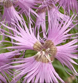 Dianthus sternbergii by Amadej Trnkoczy