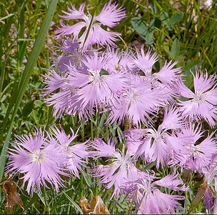 Dianthus sternbergii by Amadej Trnkoczy