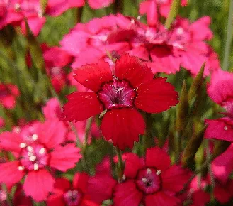 Dianthus deltoides Brilliant by goosie gander
