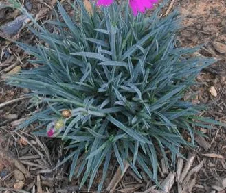 Dianthus deltoides foliage