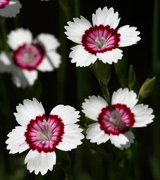 Dianthus deltoides by Phillip Bouchard