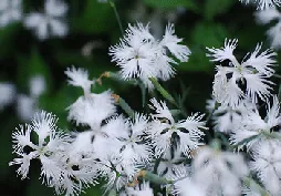 Dianthus var longicalycinus