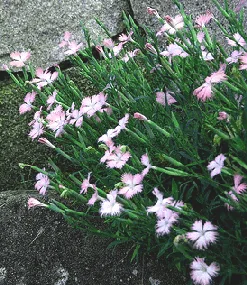 Dianthus var 1