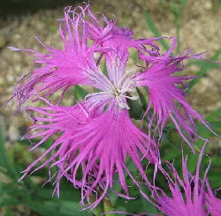 Dianthus superbus var speciosus by KENPEI