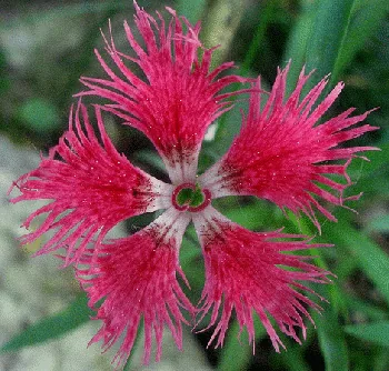 Dianthus superbus Crimsonia by Er