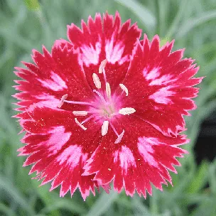 Dianthus Cranberry Ice by beautiful cataya