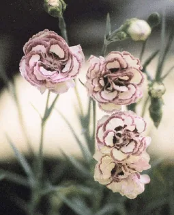 Dianthus Raspberry Ripple