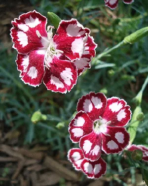 Dianthus Spangled Star