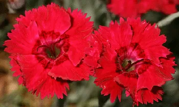 Dianthus Fire Star by John Brandauer