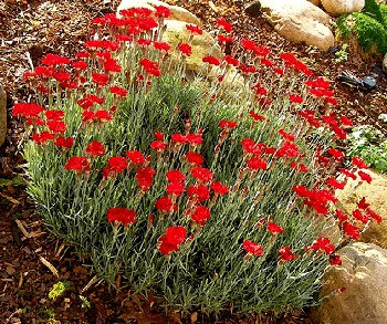 Dianthus Fire Star