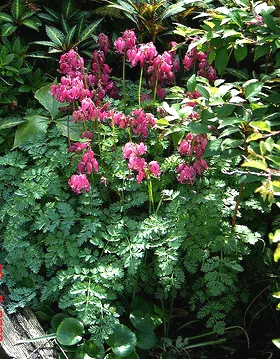Dicentra King of Hearts1 by peganum