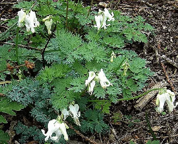 Dicentra Ivory Hearts by Peganum