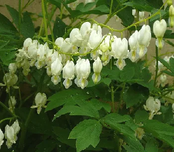 Dicentra spectabilis by inspired by you