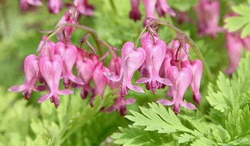 Dicentra Exima Dolly sods fringed bleeding heart by Cliff