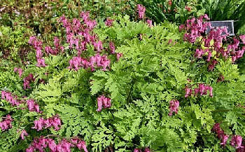 Dicentra Exima fringed bleeding heart by Cliff