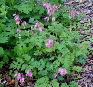 Dicentra Luxuriant Bleeding Heart by Midwest Gardening