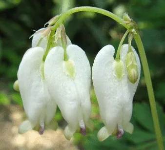 Dicentra formosa Aurora bloom by KENPEI