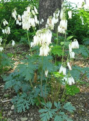 Dicentra formosa Aurora by KENPEI