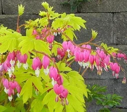 Dicentra Gold Heart blooms by Julie Weisenhorn