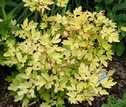 Dicentra Gold Heart by Midwest Gardening