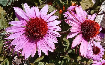 Echinacea pupurea by asdfawev