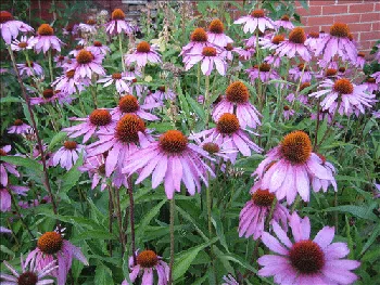 Echinacea pupurea by Tobias Bengsston