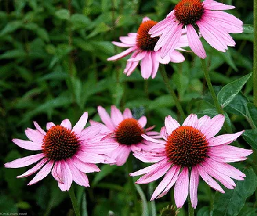 Echinacea Magnus by Dick Conrad