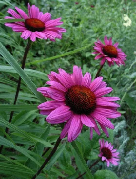 Echinacea Fatal Attraction by Tony Spencer