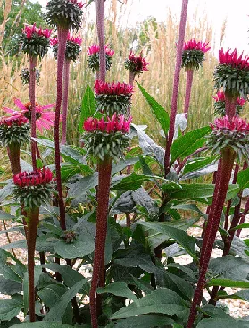 Echinacea Fatal Attraction by rattyfied