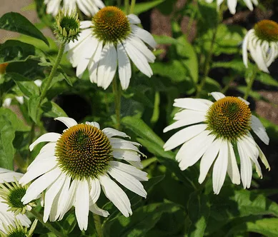 Echinacea White Swan by Derrick Coetzee