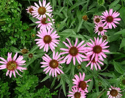 Echinacea Pixie Meadowbrite by FD Richards heavy bloomer