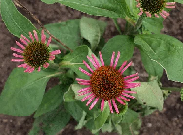 Echinacea All that Jazz by FD Richards