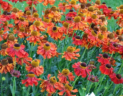 echinacea Firebird by dounelka heavy bloomer