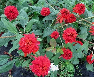 Echinacea Hot Papaya by Wally Grom