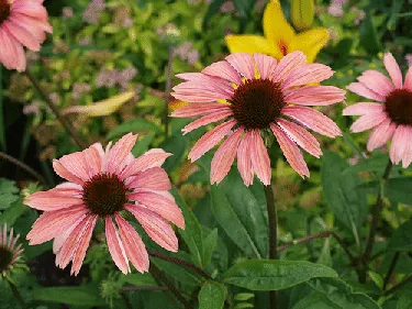 Echinacea Summer Sky by FD Richards