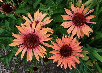 Echinacea Sundown by FD Richards