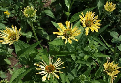 Echinacea Sunrise by FD Richards