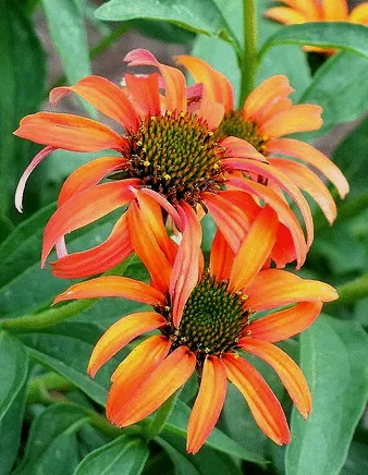 Echinacea Tomato Soup by David Hoffman