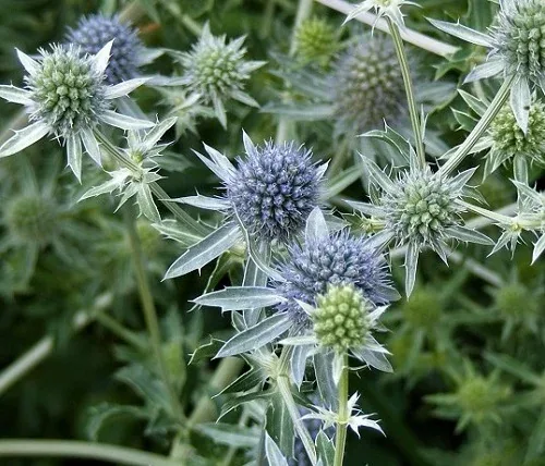 Eryngium amethystinum Sea Holly Midwest Gardening