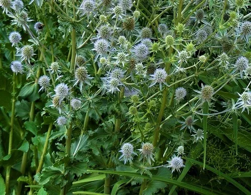 Eryngium amethystinum Sea Holly by Midwest Gardening