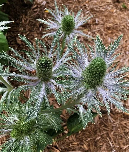 Blue Star Holly by Midwest Gardening