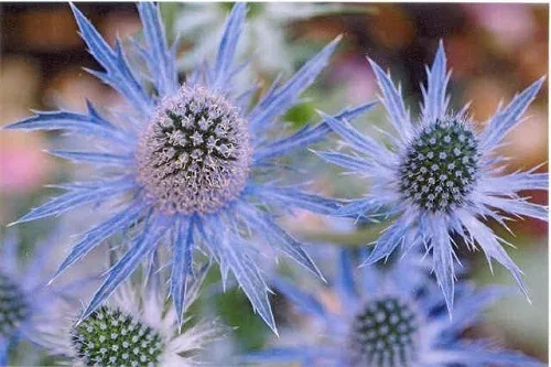 Eryngium 'Blue Glitter'