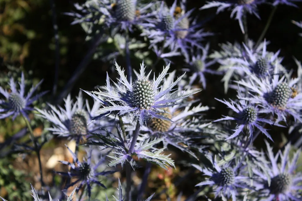 'Sapphire Blue'
